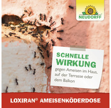 Ameisen auf einer Wand mit Text zur schnellen Wirkung der Neudorff Loxiran Ameisenköderdose. Neudorff Logo.