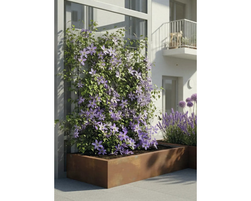 Kletternde Clematis mit lila Blüten in einem großen rechteckigen Pflanzkasten aus Metall auf einer modernen Terrasse.