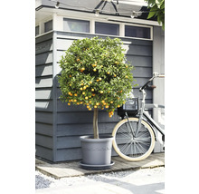 Mediterraner Zitrusbaum im grauen Kunststofftopf vor einem Gartenhaus aus Holz neben einem Fahrrad.