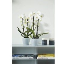 Zwei weiße Phalaenopsis Orchideen in grauen Töpfen auf einem Regal neben Kerzenhaltern und Büchern in modernem Design.