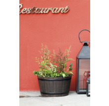 Pflanzfass in Holzoptik mit Astilbe bepflanzt und eine große schwarze Gartenlaterne aus Metall vor einer Wand mit dem Schriftzug Restaurant.