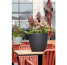 Prachtspiere in einem anthrazitfarbenen Blumentopf mit Rautenmuster auf einem Tisch im Außenbereich.