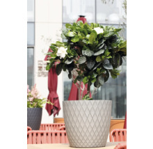 Gardenie mit weißen Blüten in einem grauen Pflanztopf mit Rautenmuster auf einer Terrasse.