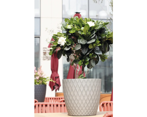 Gardenie mit weißen Blüten in einem grauen Pflanztopf mit Rautenmuster auf einer Terrasse.