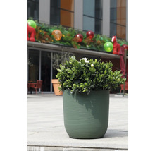 Grüne Pflanze mit weißen Blüten in einem runden, strukturierten grünen Pflanzkübel im Freien auf einer Steinterrasse.