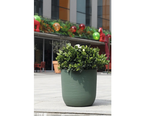 Grüne Pflanze mit weißen Blüten in einem runden, strukturierten grünen Pflanzkübel im Freien auf einer Steinterrasse.