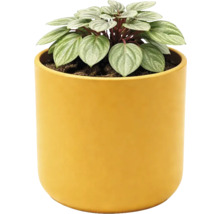 Peperomia Zimmerpflanze mit silbrig gestreiften Blättern in einem gelben runden Übertopf.
