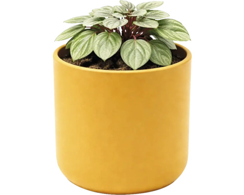 Peperomia Zimmerpflanze mit silbrig gestreiften Blättern in einem gelben runden Übertopf.