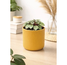 Kleine Peperomia Zimmerpflanze in einem zylindrischen gelben Übertopf auf einem hellen Holztisch in einem hellen Raum.