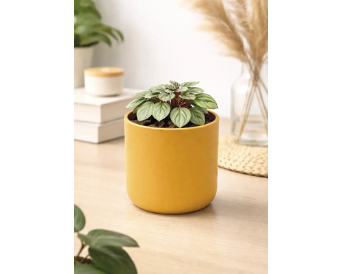 Kleine Peperomia Zimmerpflanze in einem zylindrischen gelben Übertopf auf einem hellen Holztisch in einem hellen Raum.