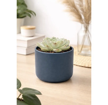 Echeveria Sukkulente in einem dunkelblauen zylindrischen Keramiktopf auf einer Holzoberfläche in einem hellen modernen Raum.