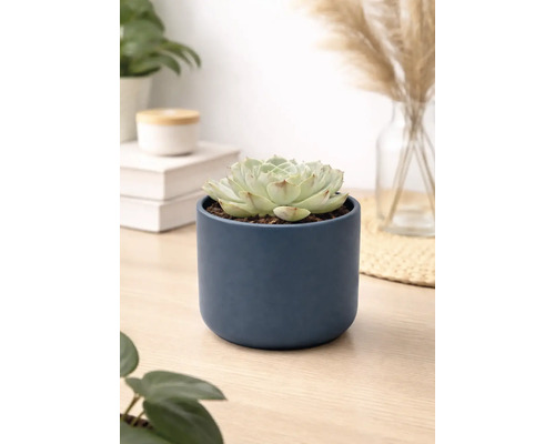 Echeveria Sukkulente in einem dunkelblauen zylindrischen Keramiktopf auf einer Holzoberfläche in einem hellen modernen Raum.