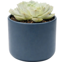 Sukkulente Echeveria im blauen Keramiktopf, Zimmerpflanze.