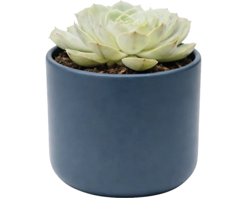 Sukkulente Echeveria im blauen Keramiktopf, Zimmerpflanze.