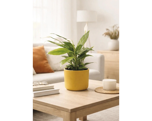 Einblatt Spathiphyllum in einem gelben Keramiktopf auf einem Couchtisch aus Holz in einem hellen, modern eingerichteten Wohnzimmer.