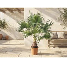 Washingtonia robusta Palme im Topf auf einer hellen Terrasse im mediterranen Stil mit einer Holzbank und Olivenbäumen.