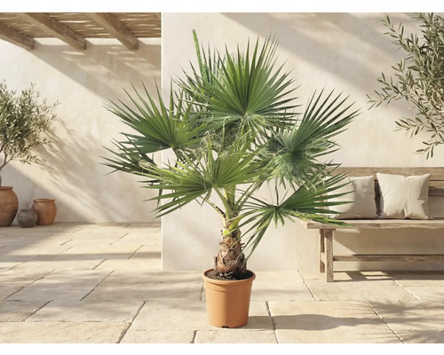 Washingtonia robusta Palme im Topf auf einer hellen Terrasse im mediterranen Stil mit einer Holzbank und Olivenbäumen.