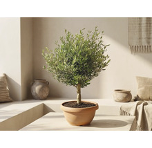 Olivenbaum im terracottafarbenen Topf in einem hellen, mediterranen Raum mit Keramikvasen.