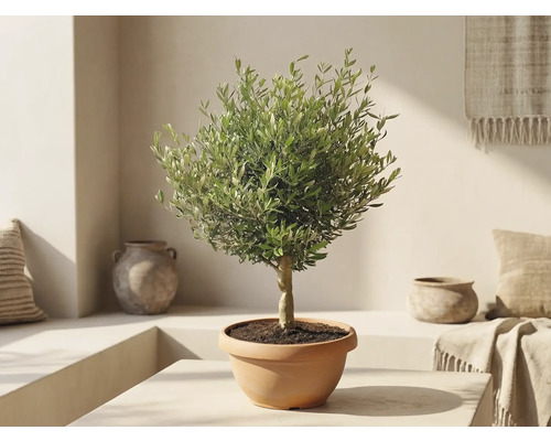 Olivenbaum im terracottafarbenen Topf in einem hellen, mediterranen Raum mit Keramikvasen.