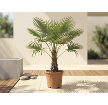 Chinesische Hanfpalme Trachycarpus fortunei in einem Pflanztopf auf einer hellen Terrasse mit Holzdeck.