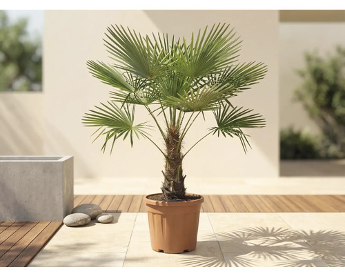 Chinesische Hanfpalme Trachycarpus fortunei in einem Pflanztopf auf einer hellen Terrasse mit Holzdeck.