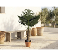 Chinesische Hanfpalme Trachycarpus fortunei im Topf auf einer hellen Terrasse mit Holzbank und Pflanzgefäßen aus Terrakotta.