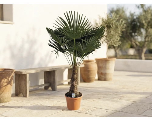 Chinesische Hanfpalme Trachycarpus fortunei im Topf auf einer hellen Terrasse mit Holzbank und Pflanzgefäßen aus Terrakotta.