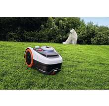 Segway Navimow Mähroboter mit Allradantrieb auf einer gepflegten Rasenfläche in einem hellen Garten, im Hintergrund ein weißer Hund.