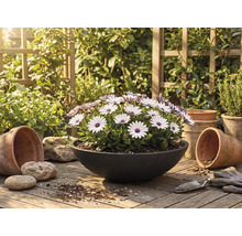 Weiße und violette Osteospermum in schwarzer Pflanzschale auf Holzoberfläche mit Terrakottatöpfen und Gartenwerkzeug in einem hellen Garten.