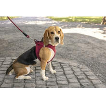 Beagle mit Hundegeschirr und passender Hundeleine sitzt auf einem gepflasterten Weg im Freien.