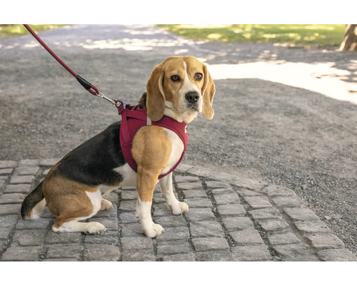 Beagle mit Hundegeschirr und passender Hundeleine sitzt auf einem gepflasterten Weg im Freien.