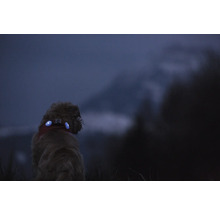 Hund mit blau leuchtenden LED Sicherheitslichtern am Halsband bei Dunkelheit im Freien fuer bessere Sichtbarkeit.