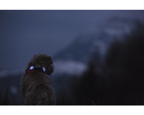 Hund mit blau leuchtenden LED Sicherheitslichtern am Halsband bei Dunkelheit im Freien fuer bessere Sichtbarkeit.