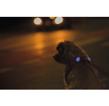 Hund mit Hundegeschirr und integrierten LED-Sicherheitsleuchten bei einem Nachtspaziergang auf der Straße.