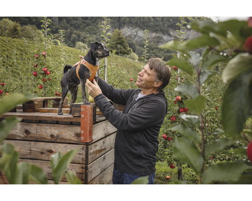 Ein Mann im Obstgarten hebt einen kleinen Hund mit braunem Hundegeschirr auf eine Holzkiste.