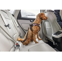 Brauner Hund auf dem Rücksitz eines Autos mit einem Sicherheitsgeschirr, das mit einer Kurzleine am Sicherheitsgurt befestigt ist.