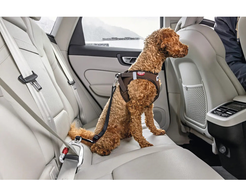 Brauner Hund auf dem Rücksitz eines Autos mit einem Sicherheitsgeschirr, das mit einer Kurzleine am Sicherheitsgurt befestigt ist.