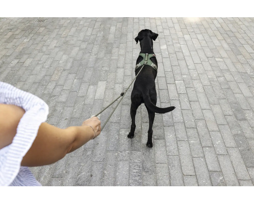 Ein schwarzer Hund trägt ein grünes Hundegeschirr und wird an einer Leine über einen gepflasterten Weg geführt.