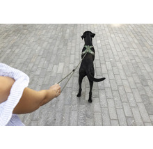 Ein schwarzer Hund trägt ein grünes Hundegeschirr und wird an einer Leine über einen gepflasterten Weg geführt.