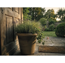 Großer Pflanztopf aus Terrakotta mit Lavendel, Ziergras und Geranien neben einer Holztür auf einer Steinterrasse im Garten.