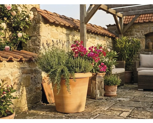 Mediterrane Terrasse mit großem Terrakotta-Topf, Lavendel und Kräutern, Steinmauer, Holzpergola und Gartenmöbeln.
