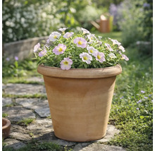 Terrakotta-Pflanzkübel mit hellrosa Blüten in einem Garten auf einem Steinweg.