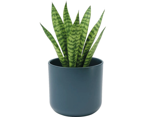 Bogenhanf Sansevieria in einem runden dunkelblauen Keramiktopf. Zimmerpflanze mit aufrechten gemusterten Blättern.