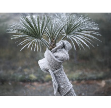 Frostbedeckte Palme mit einem um den Stamm gewickelten grauen Strickschal als Winterschutz.