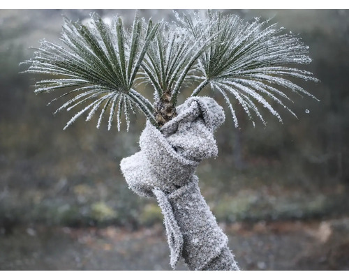 Frostbedeckte Palme mit einem um den Stamm gewickelten grauen Strickschal als Winterschutz.