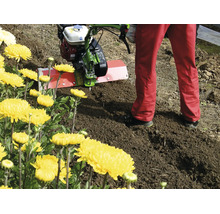 Eine Agria Motorhacke wird zur Bodenbearbeitung in einem hellen Gartenbeet neben Blumen eingesetzt.