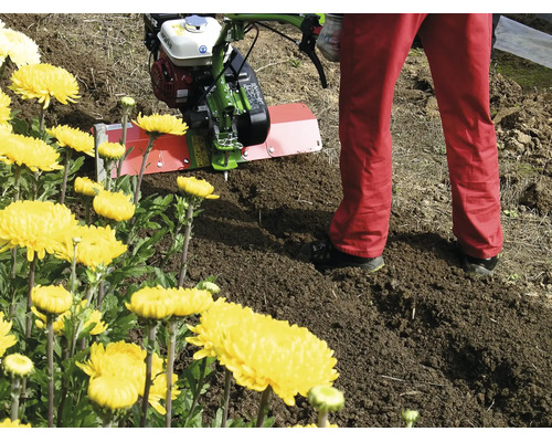 Eine Agria Motorhacke wird zur Bodenbearbeitung in einem hellen Gartenbeet neben Blumen eingesetzt.