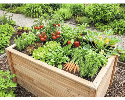 Hochbeet aus Holz im Garten, bepflanzt mit Tomaten, Paprika, Kopfsalat, Karotten und Kräutern.