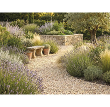 Mediterraner Garten mit gewundenem Kiesweg, Lavendel, Ziergräsern, einer Steinbank und einer Trockenmauer.