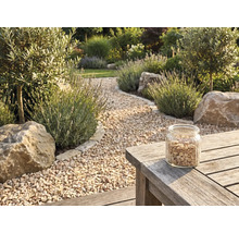 Gartenweg aus beigem Kies, gesäumt von Lavendel, Olivenbäumen und Findlingen, mit einem Glas Kies auf einem Holztisch.